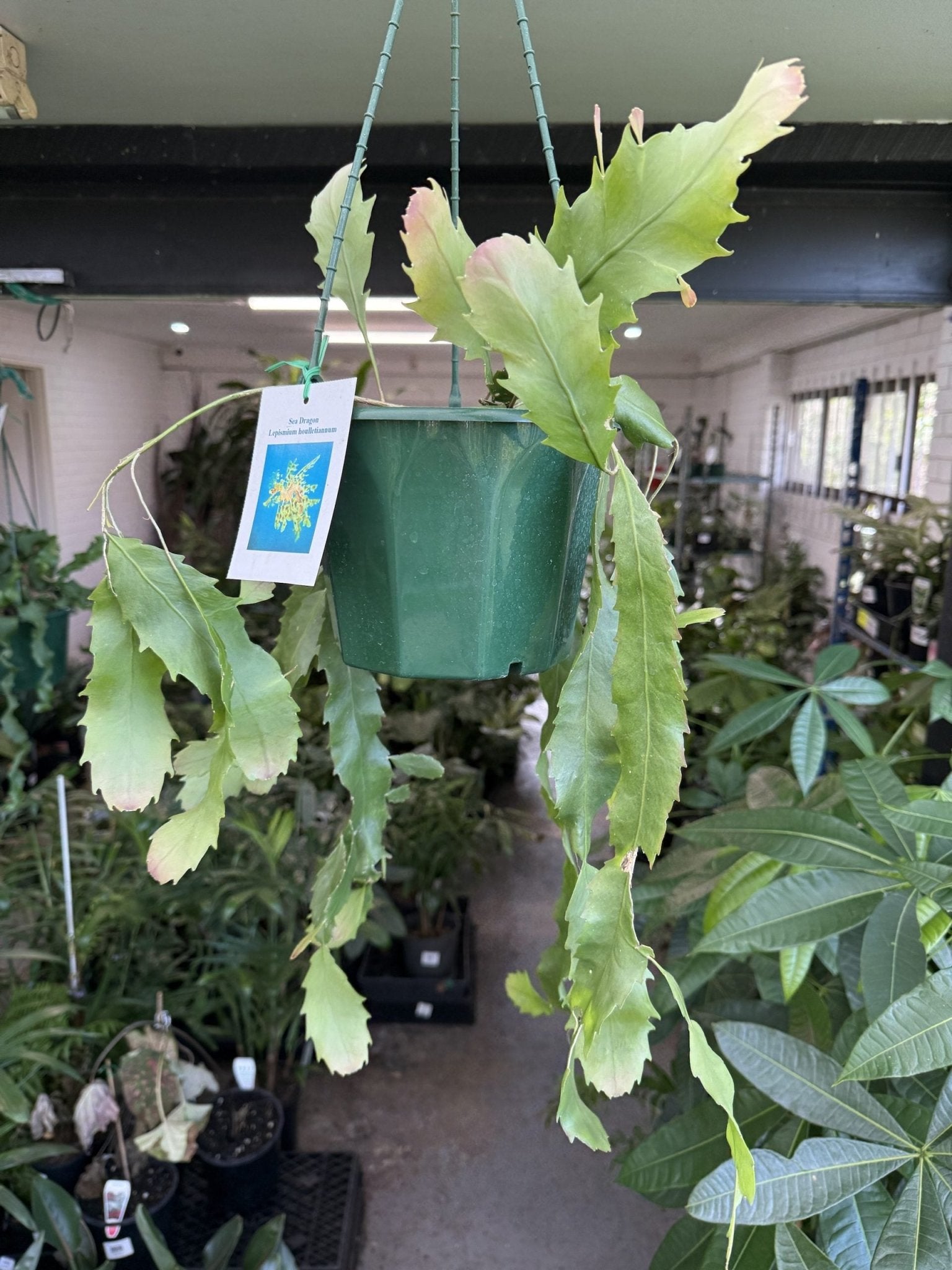 Jungle Cactus 'Sea Dragon' - Ladybird Nursery