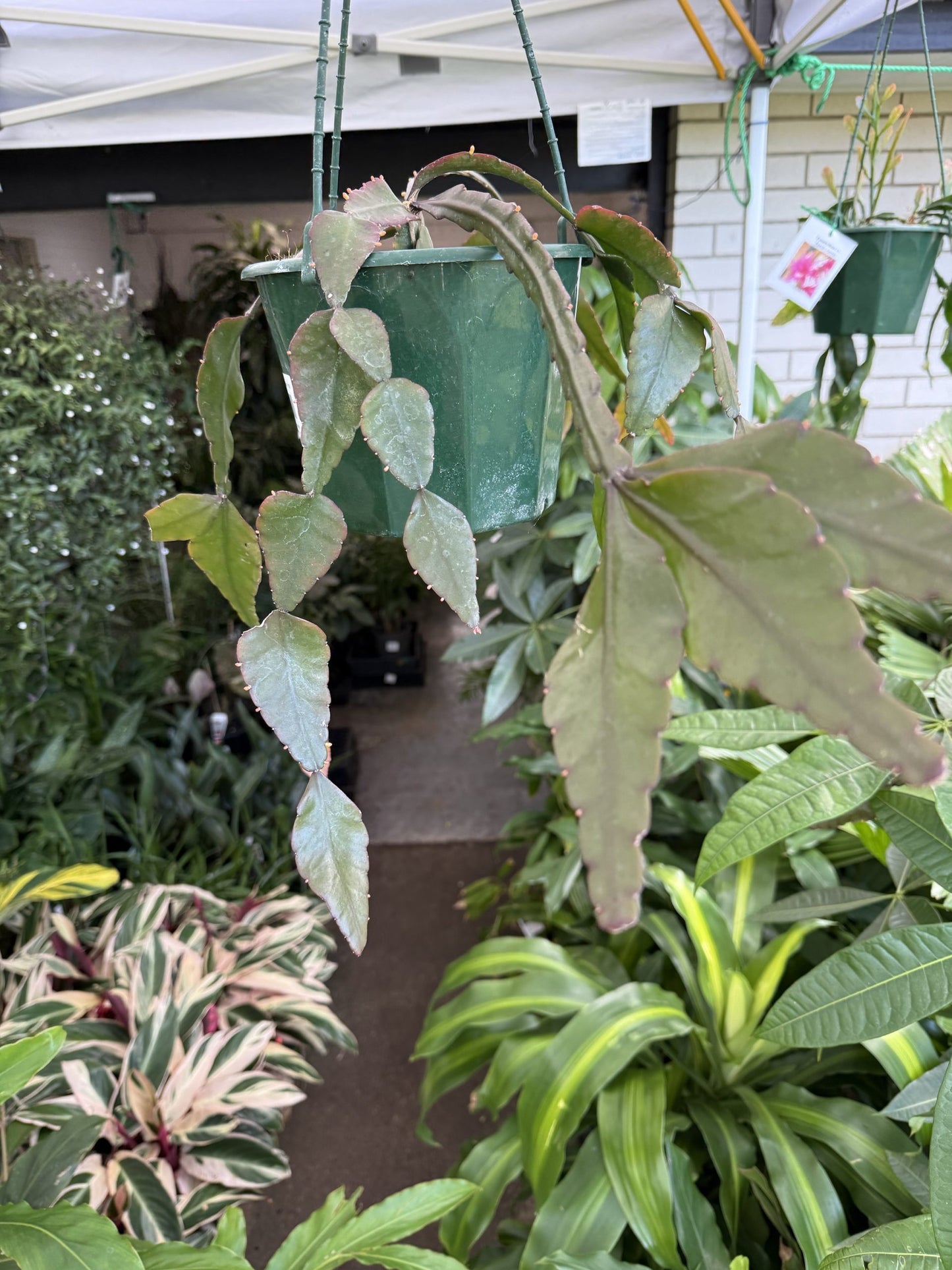 Jungle Cactus 'Gold Fish'