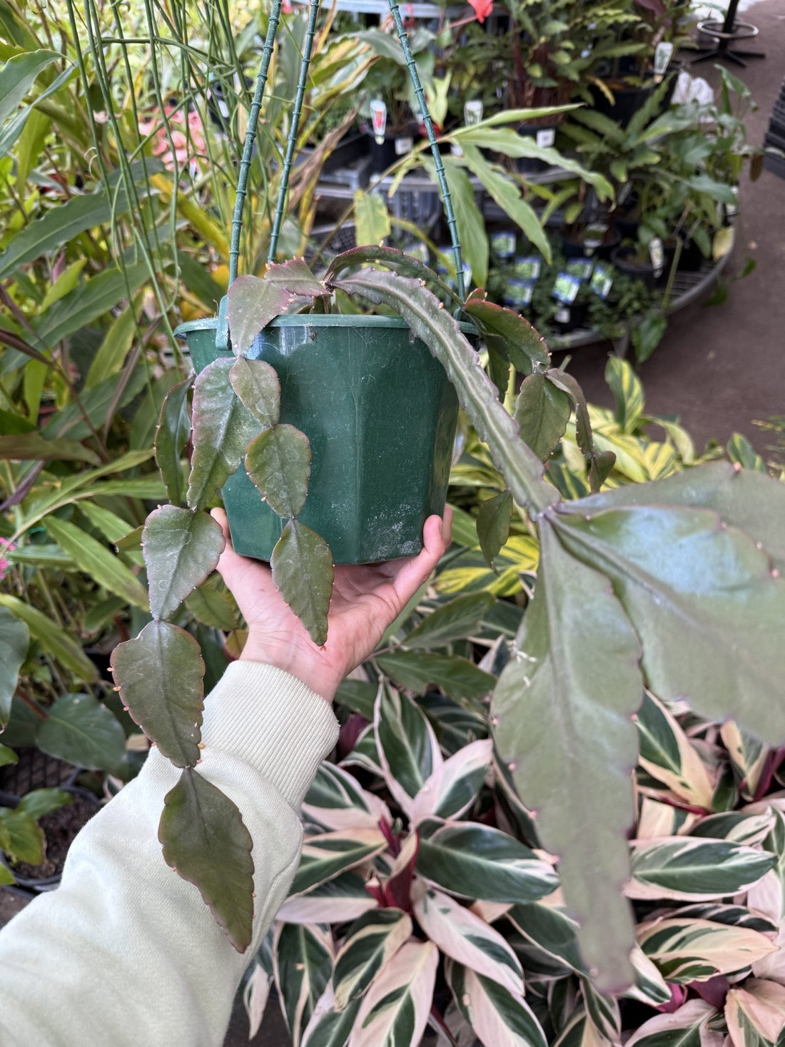 Jungle Cactus 'Gold Fish' - Ladybird Nursery