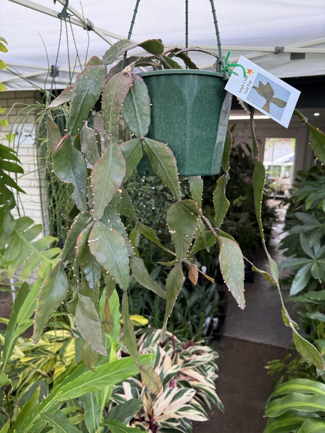 Jungle Cactus 'Gold Fish' - Ladybird Nursery