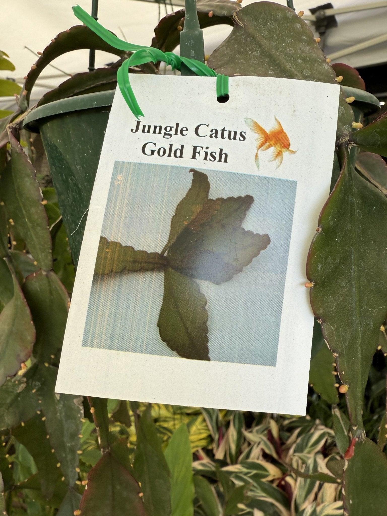 Jungle Cactus 'Gold Fish' - Ladybird Nursery