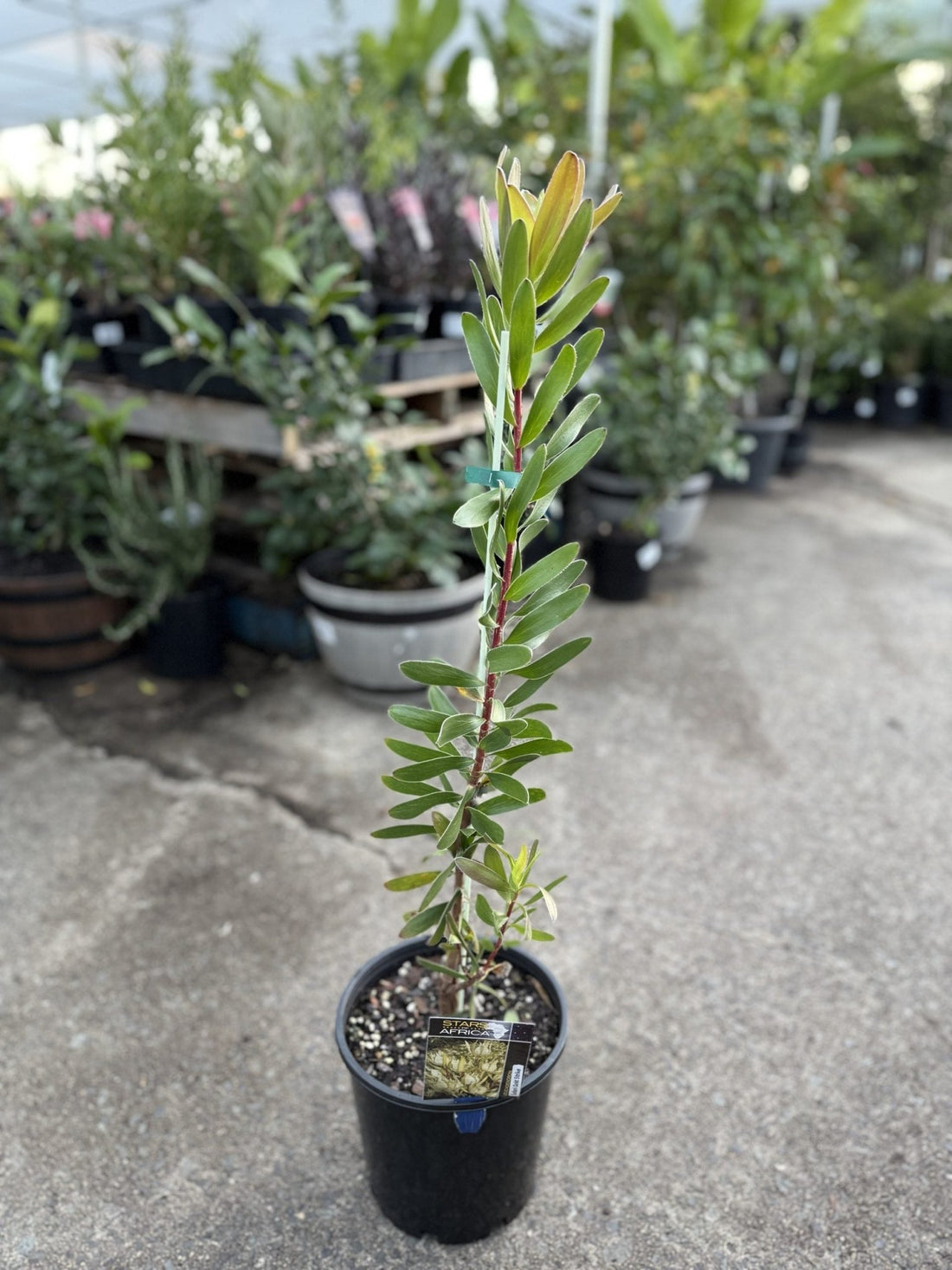 Leucadendron Safari Gold Strike - Ladybird Nursery