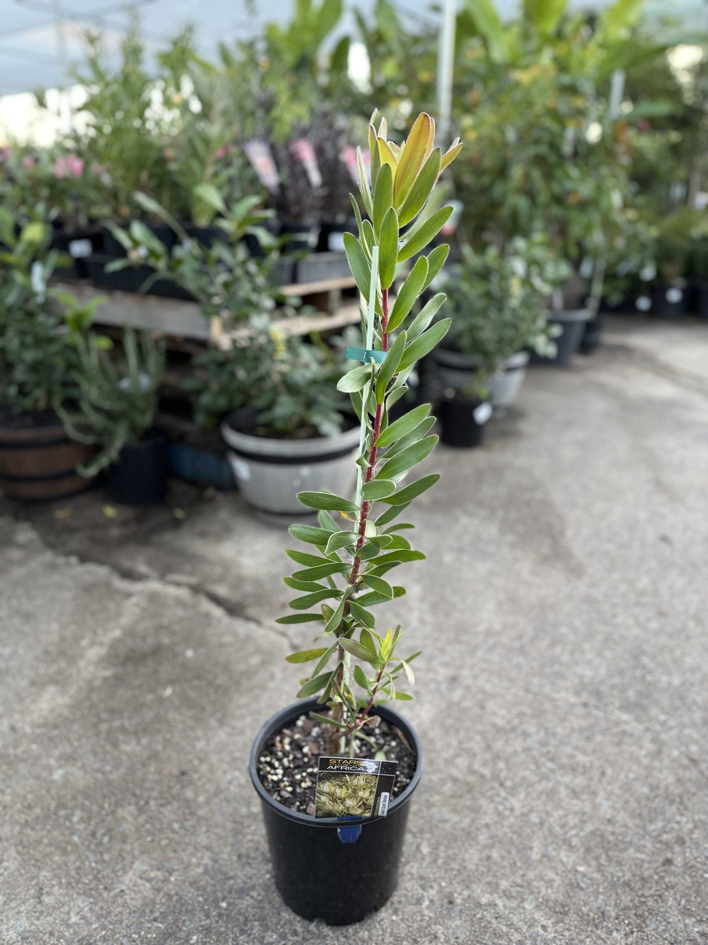 Leucadendron Safari Gold Strike