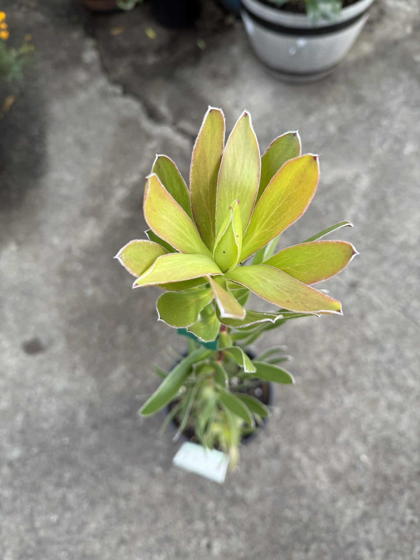 Leucadendron Safari Gold Strike