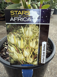 Leucadendron Safari Gold Strike - Ladybird Nursery