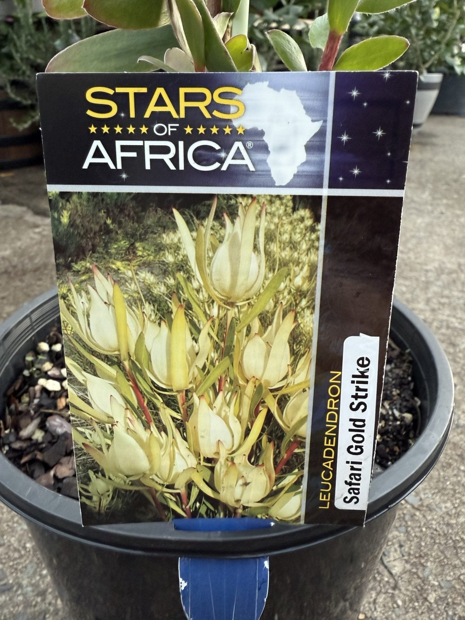 Leucadendron Safari Gold Strike - Ladybird Nursery