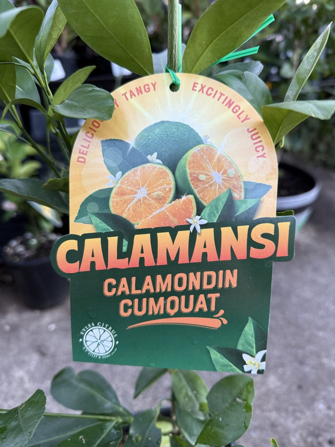 Calamansi (QLD Only) - Ladybird Nursery