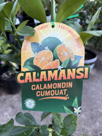 Calamansi (QLD Only)