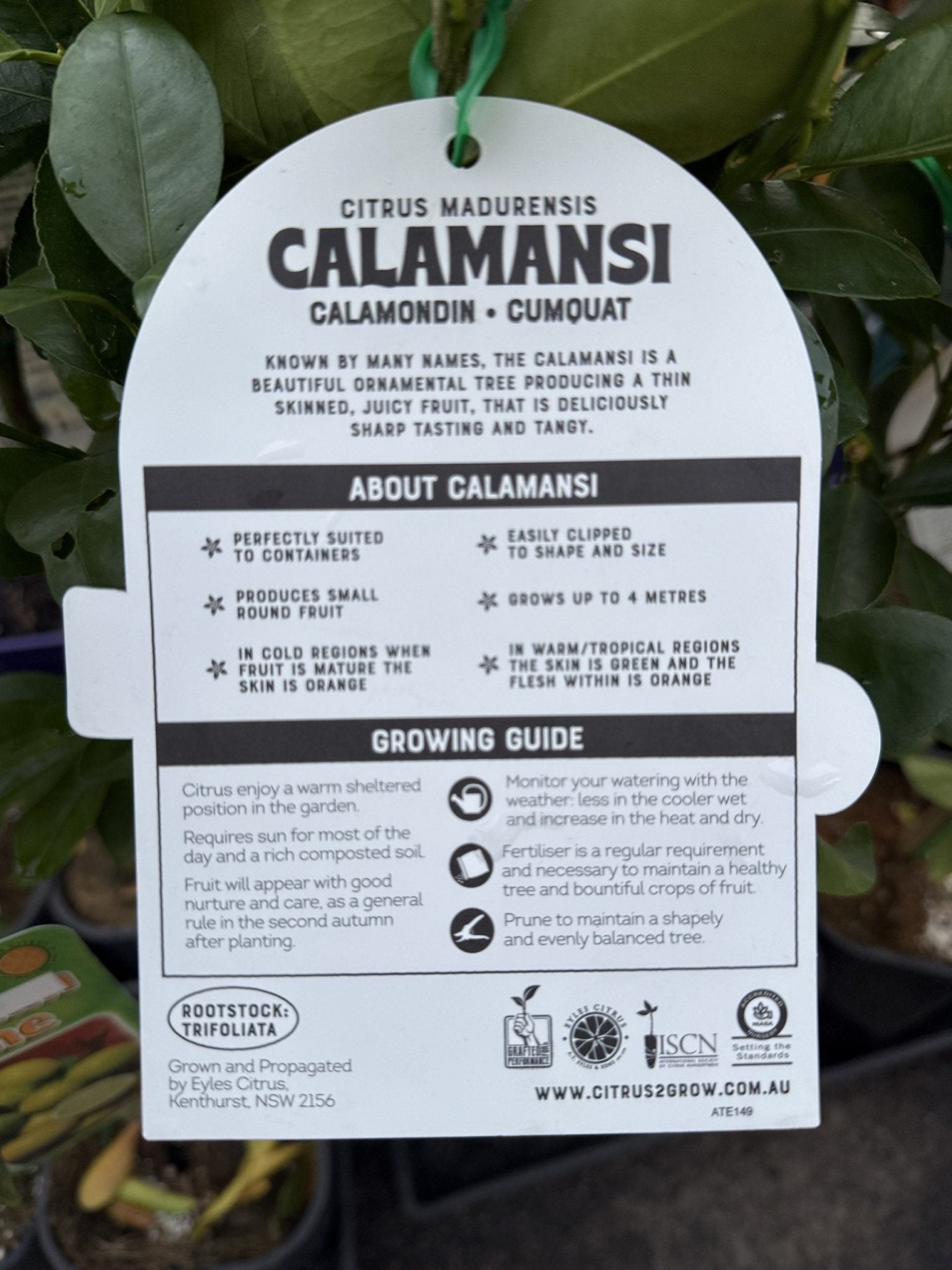 Calamansi (QLD Only) - Ladybird Nursery