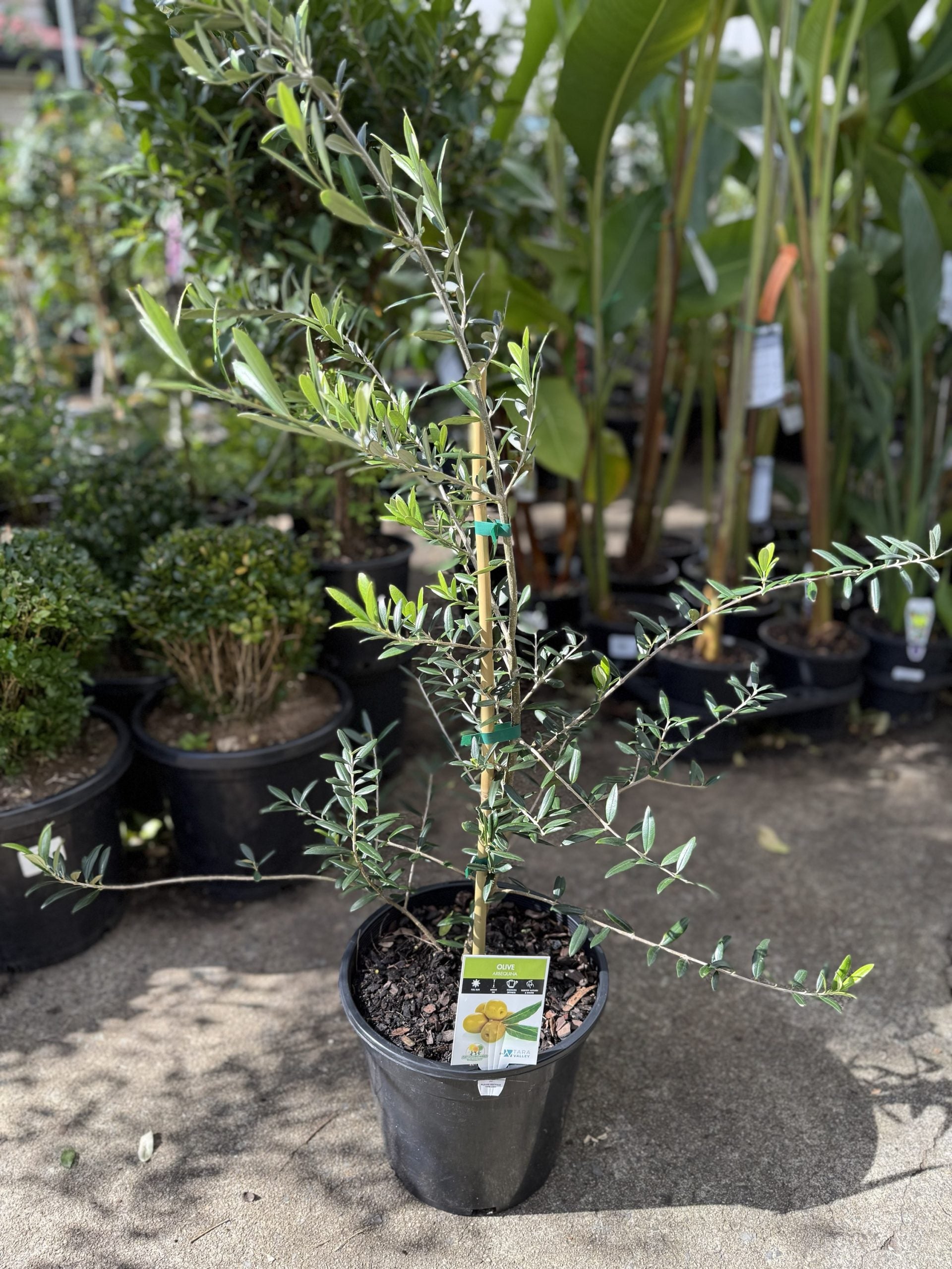 Olive Arbequina 250mm pot