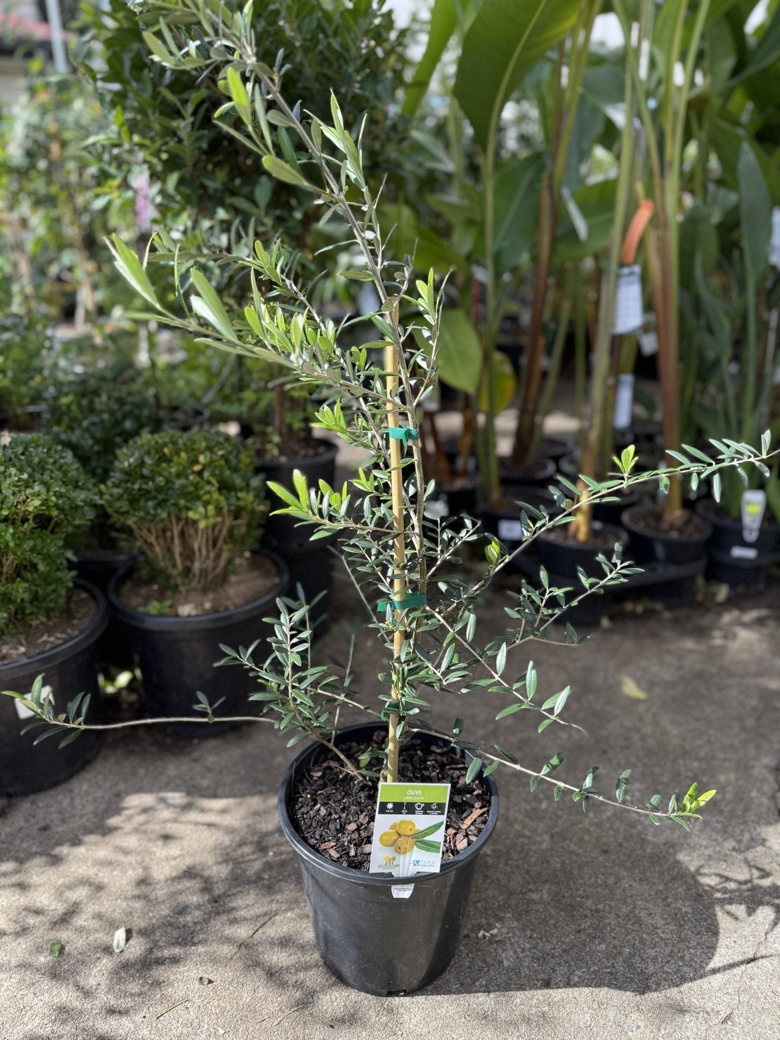 Olive Arbequina 250mm pot - Ladybird Nursery