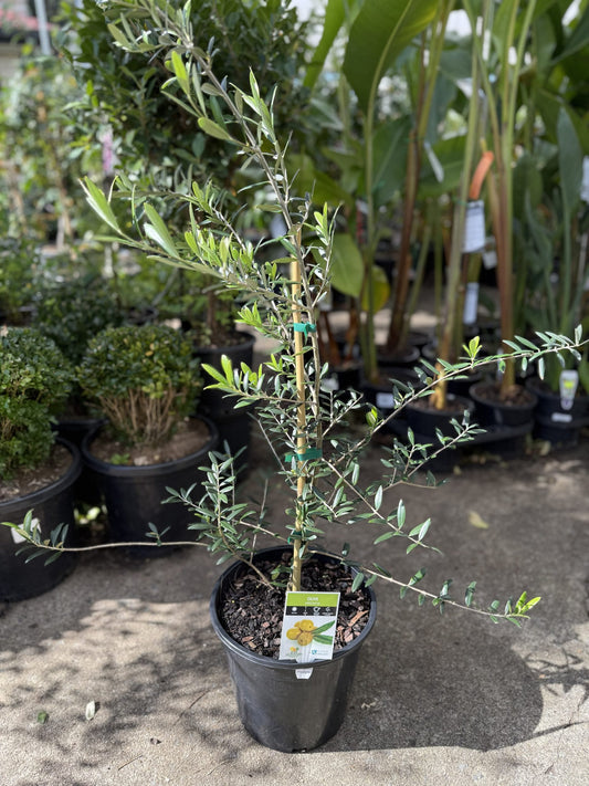 Olive Arbequina 250mm pot