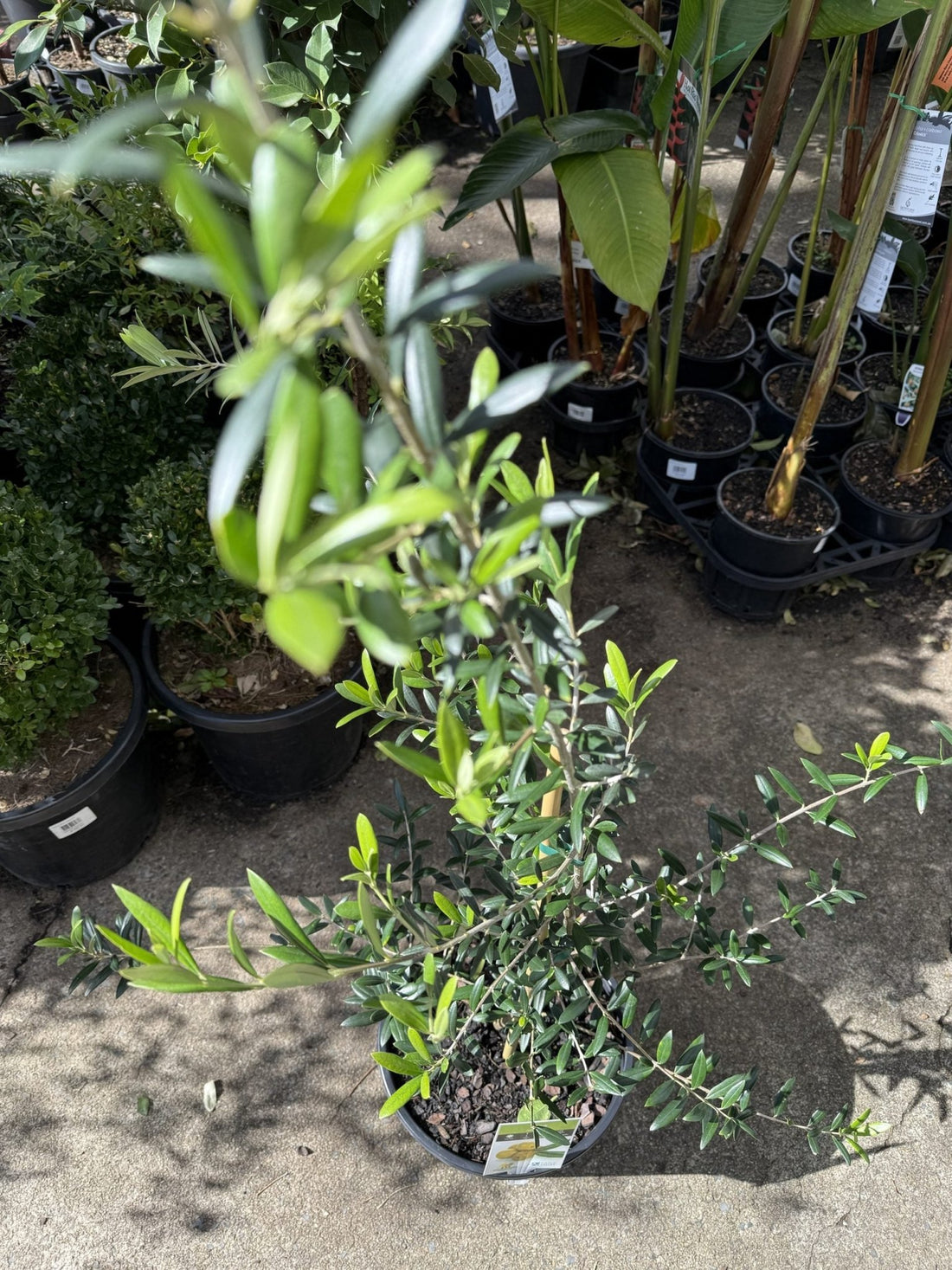 Olive Arbequina 250mm pot - Ladybird Nursery
