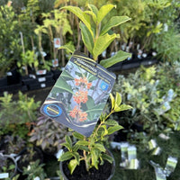 Osmanthus fragrans 'aurantiacus' (Orange-Flowered Sweet Olive)