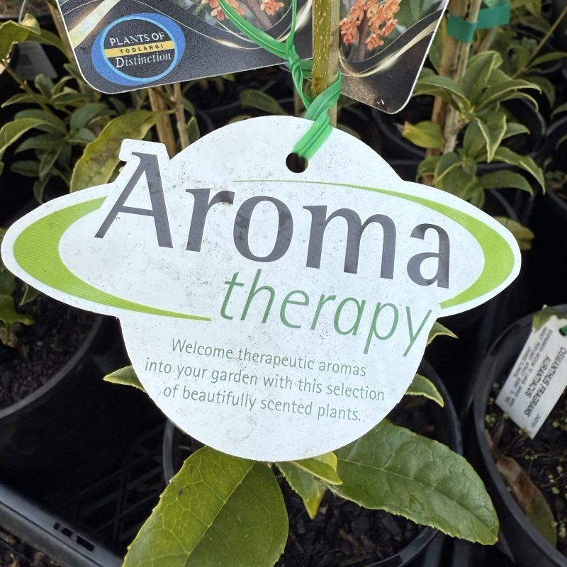 Osmanthus fragrans 'aurantiacus' (Orange - Flowered Sweet Olive) - Ladybird Nursery