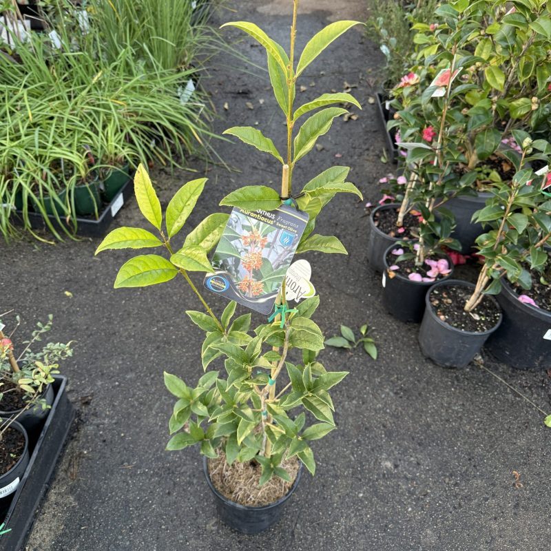 Osmanthus fragrans 'aurantiacus' (Orange-Flowered Sweet Olive) - Medium