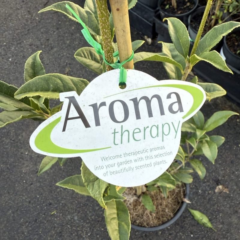 Osmanthus fragrans 'aurantiacus' (Orange - Flowered Sweet Olive) - Medium - Ladybird Nursery