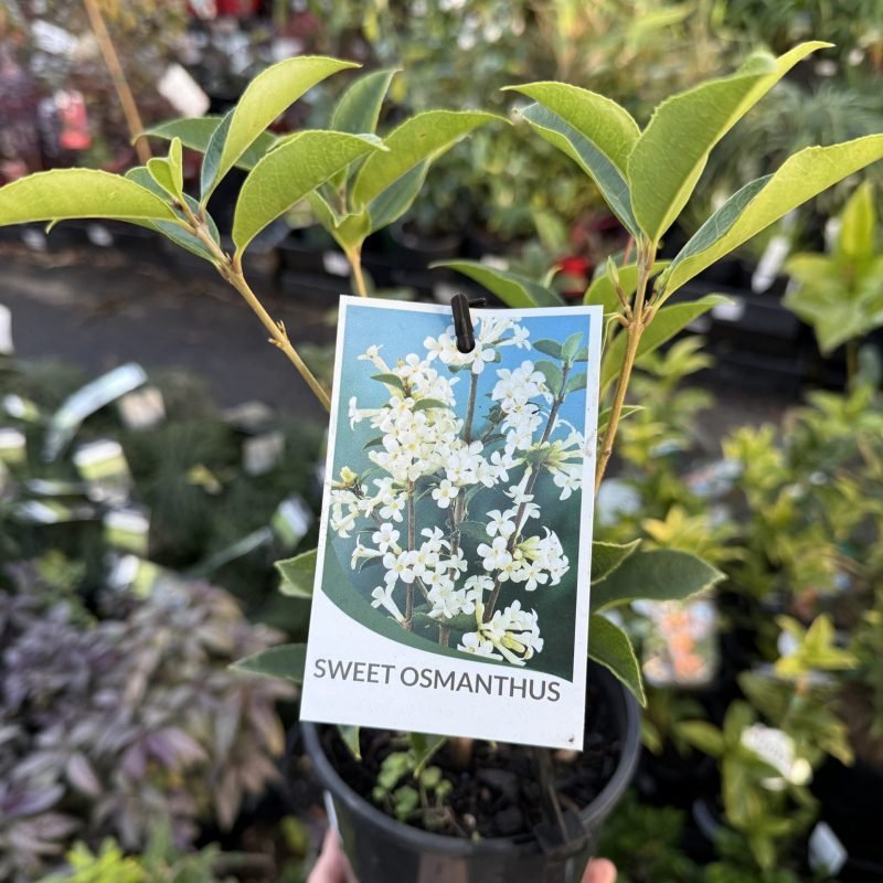 Osmanthus fragrans (Sweet Olive) - Ladybird Nursery