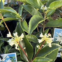 Osmanthus fragrans (Sweet Olive)