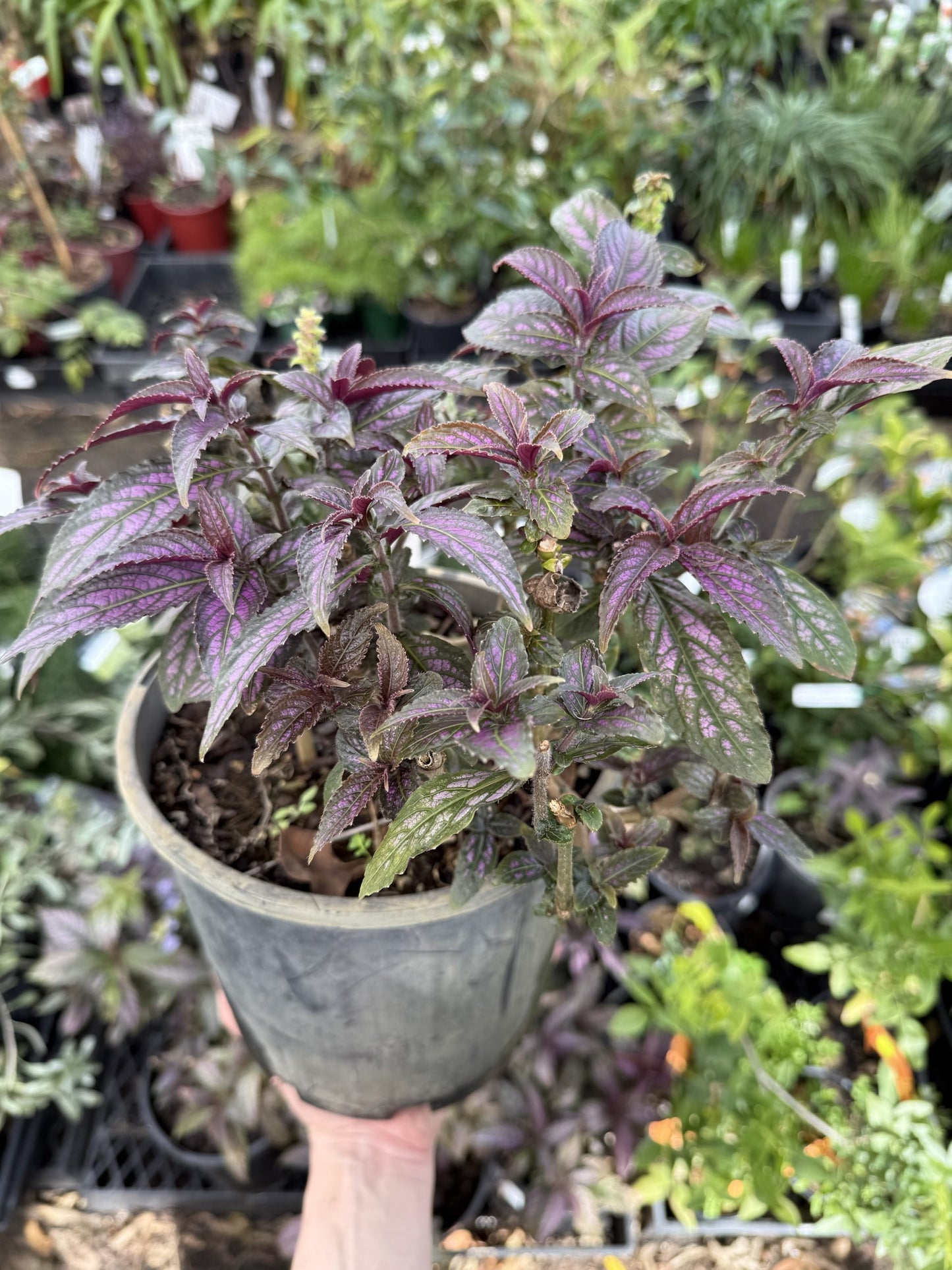 Persian Shield (Strobilanthes dyerianus) - Medium
