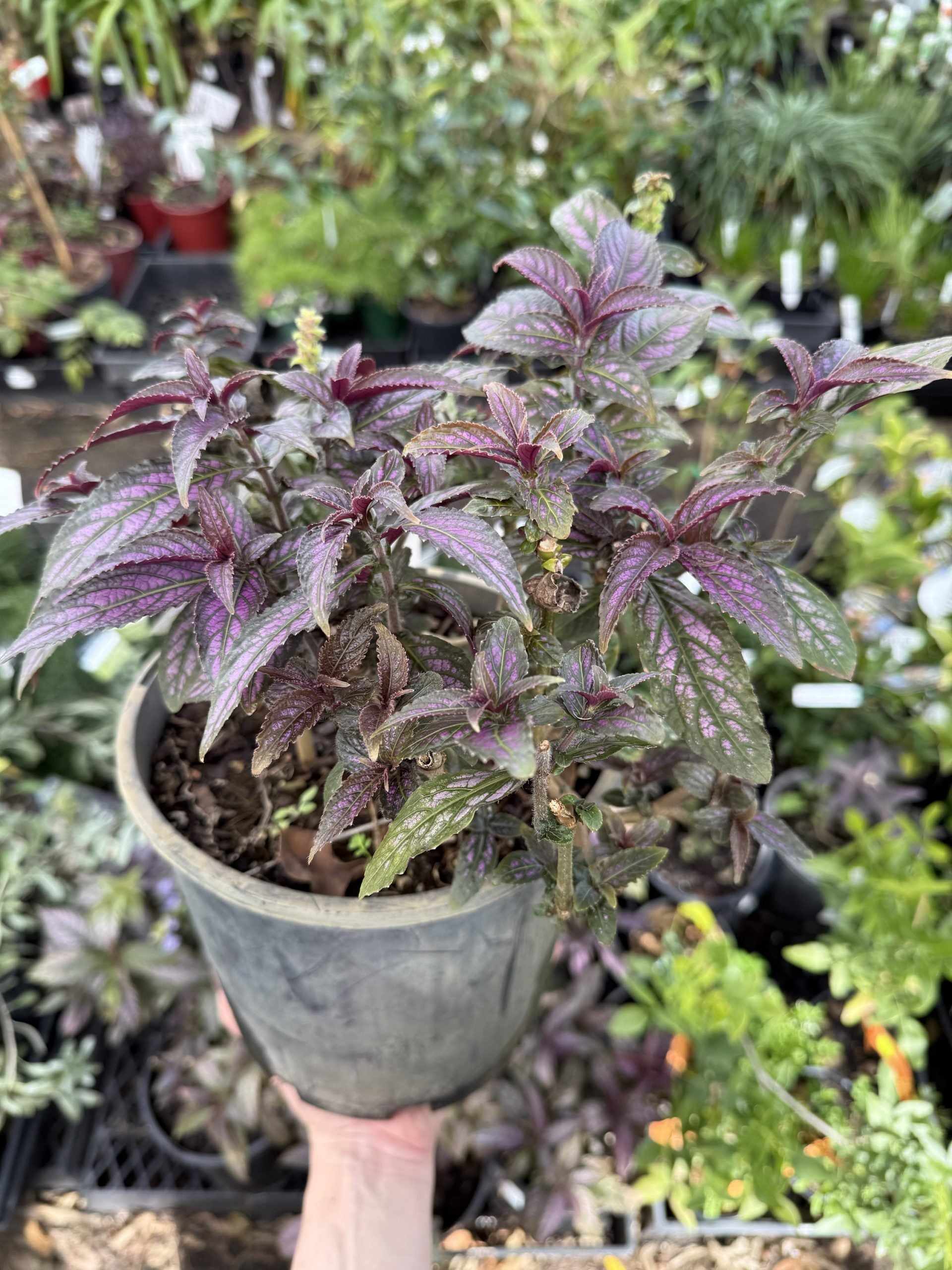 Persian Shield (Strobilanthes dyerianus) - Medium