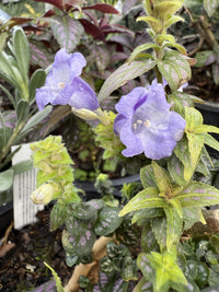 Persian Shield (Strobilanthes dyerianus) - Medium