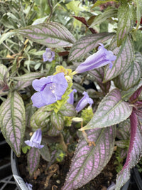 Persian Shield (Strobilanthes dyerianus) - Medium