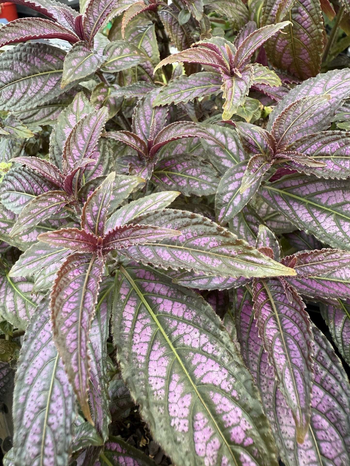 Persian Shield (Strobilanthes dyerianus) - Medium