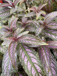 Persian Shield (Strobilanthes dyerianus) - Medium