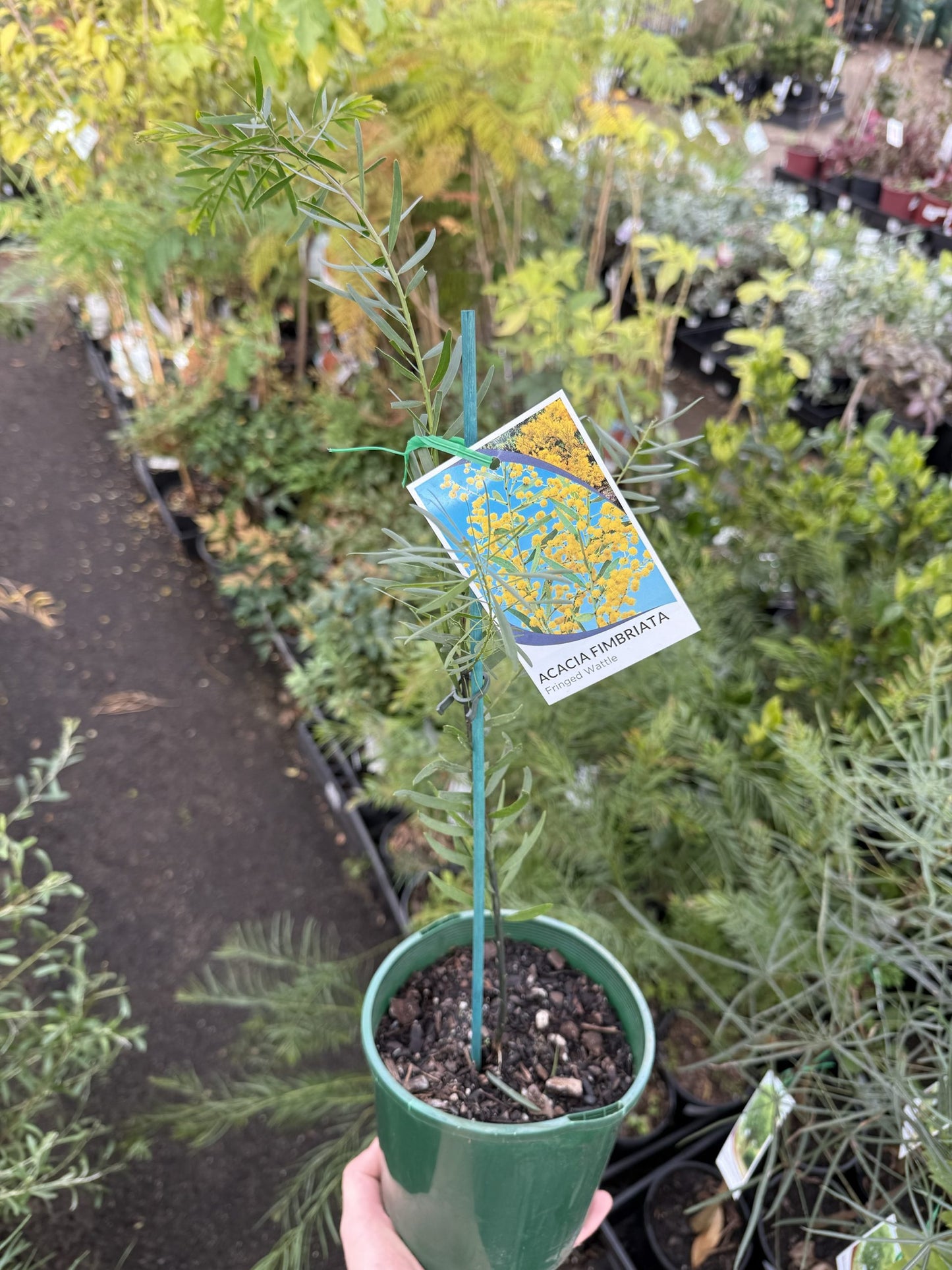 Brisbane Golden Wattle (Acacia fimbriata)