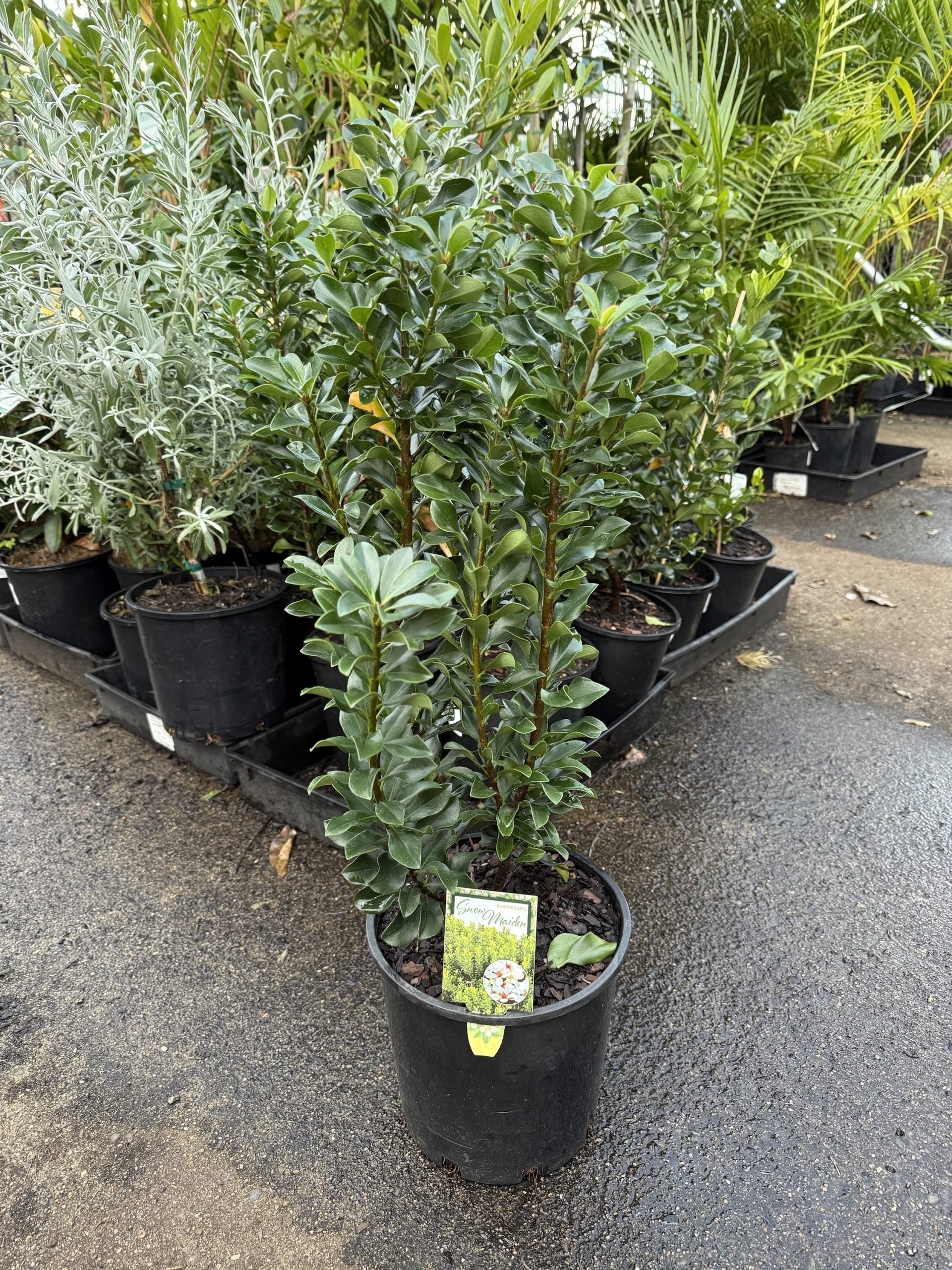 Rhaphiolepis indica 'Snow Maiden'