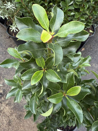 Rhaphiolepis indica 'Snow Maiden' - Ladybird Nursery