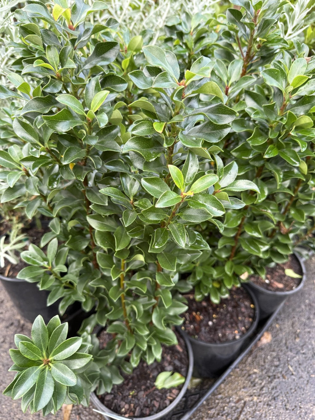 Rhaphiolepis indica 'Snow Maiden' - Ladybird Nursery