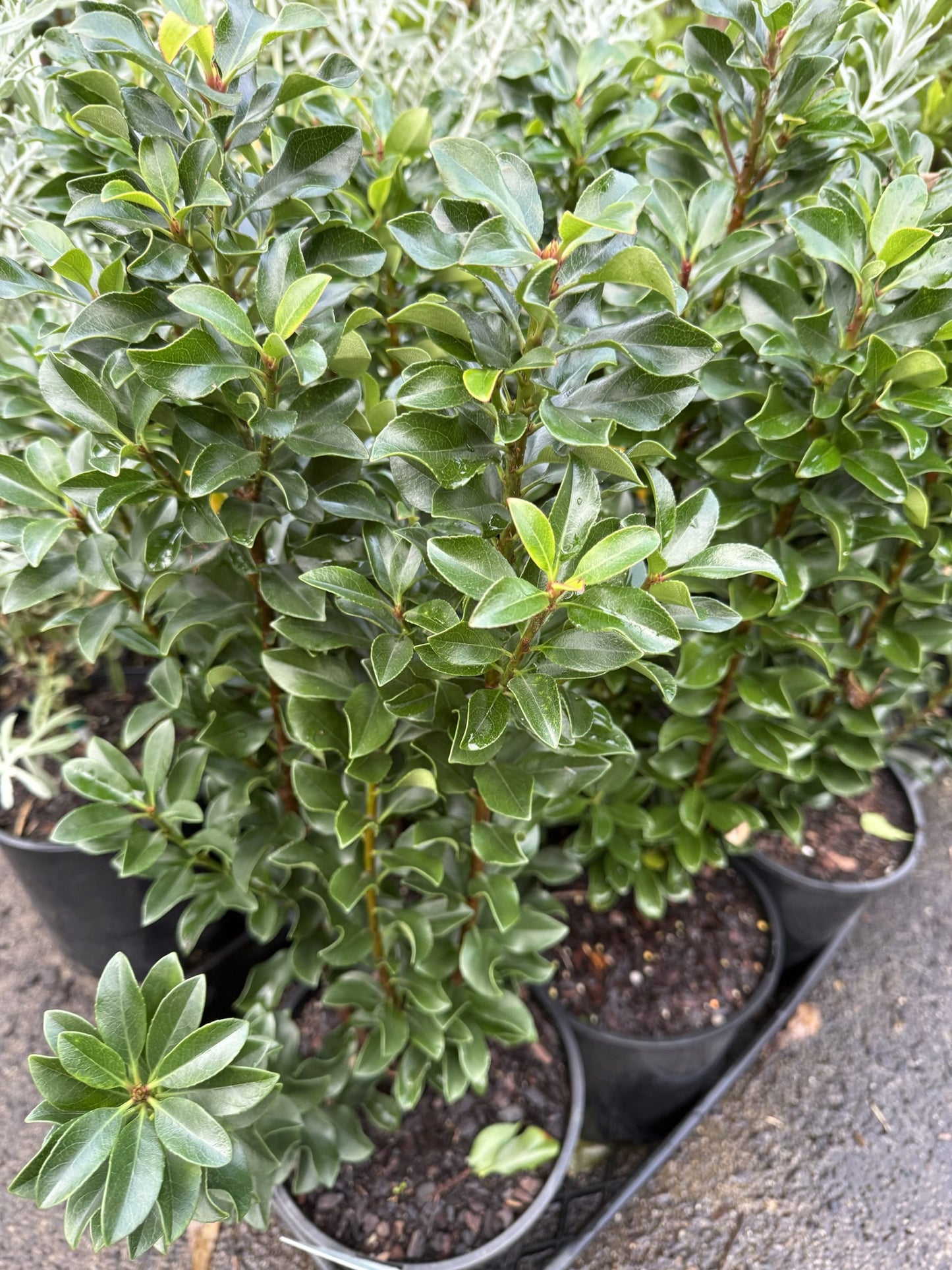 Rhaphiolepis indica 'Snow Maiden'