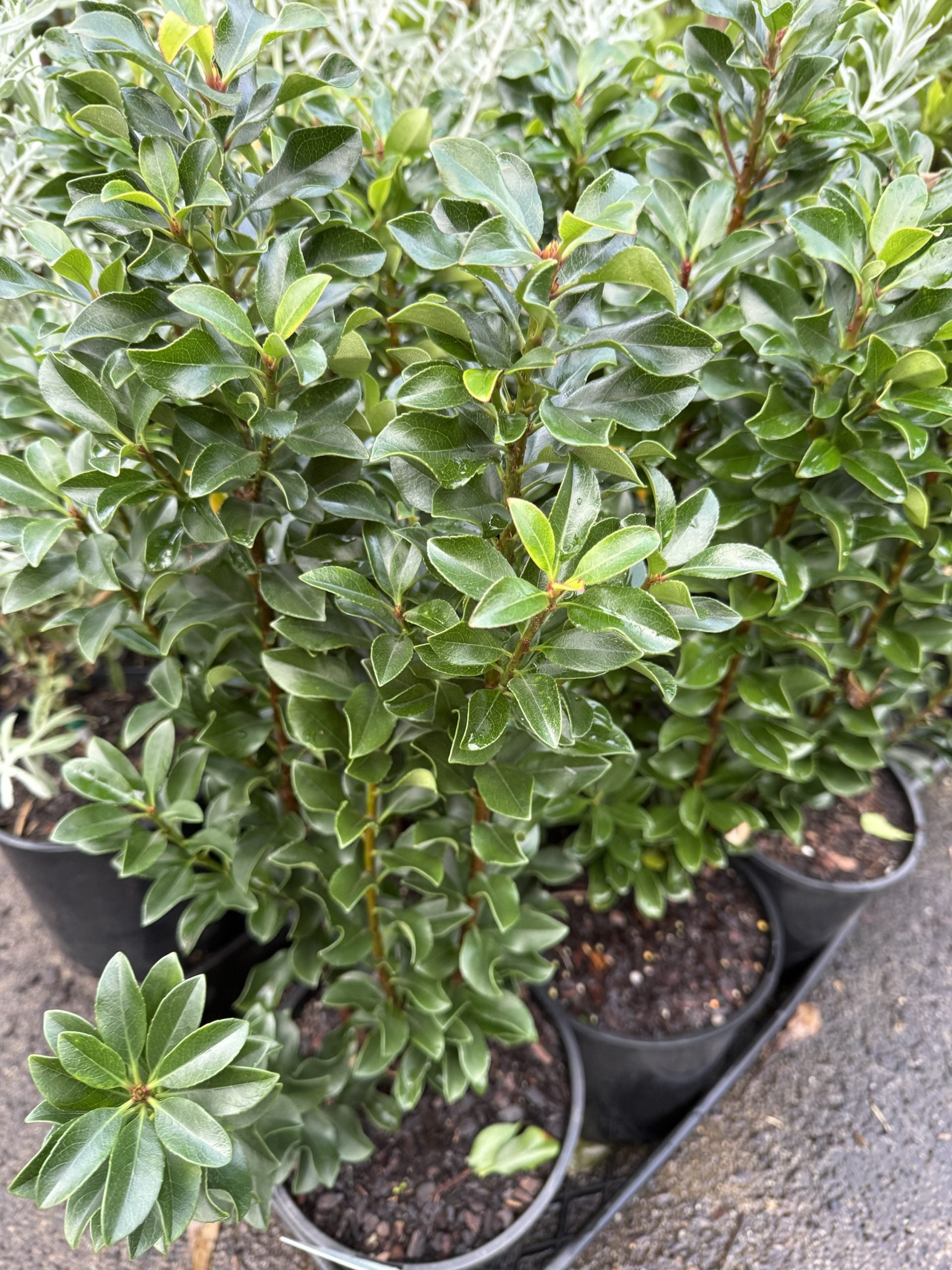 Rhaphiolepis indica 'Snow Maiden'