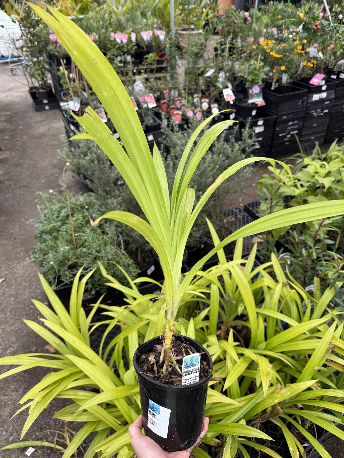 Pandan Edible (Pandanus amaryllifolius)