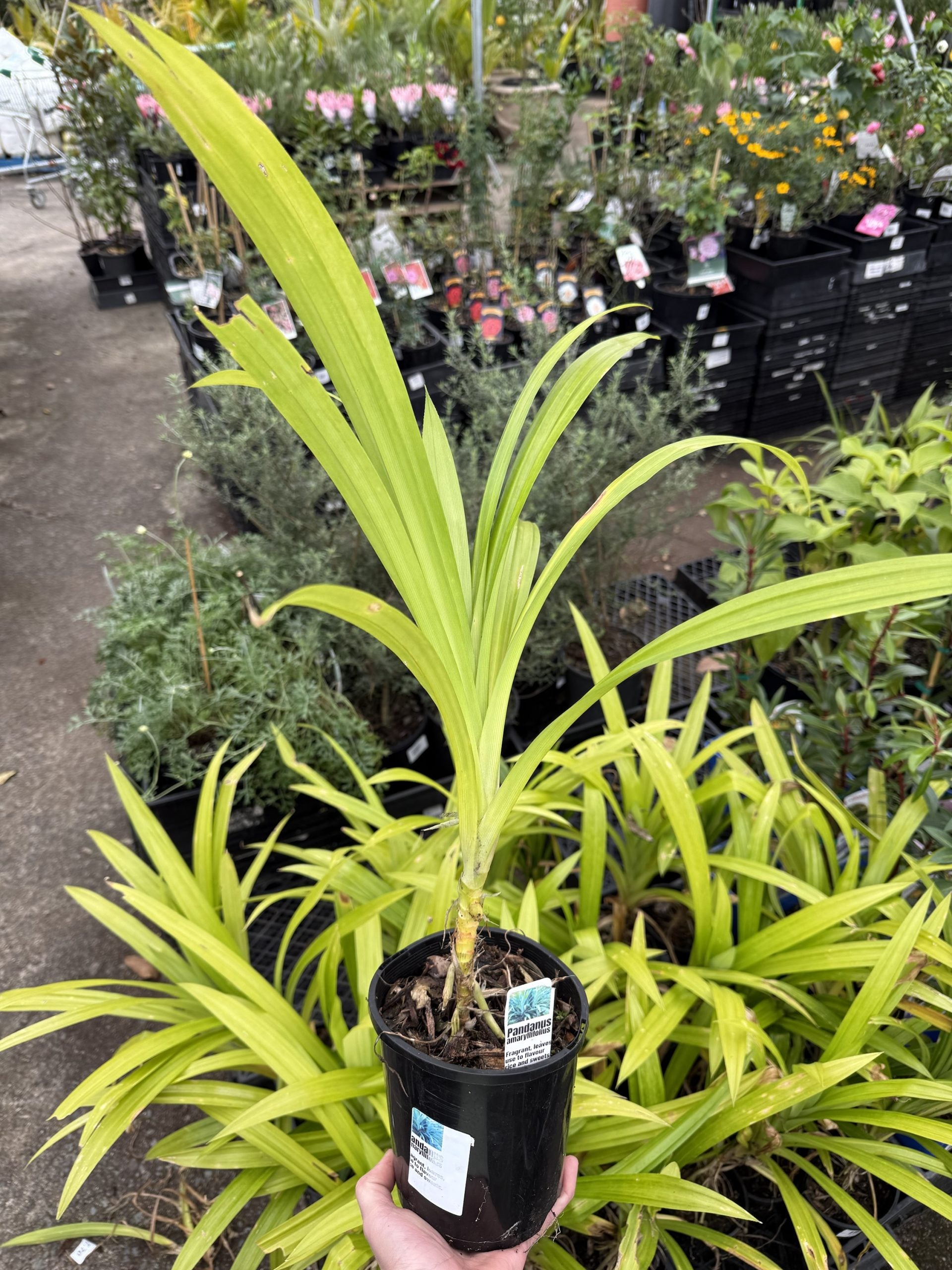 Pandan Edible (Pandanus amaryllifolius)