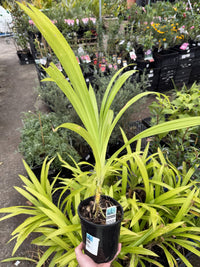 Pandan Edible (Pandanus amaryllifolius)