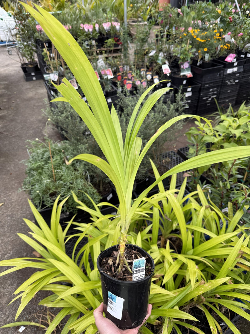 Pandan Edible (Pandanus amaryllifolius)