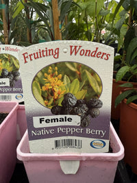 Native Pepper Berry (Tasmannia insipida) FEMALE - Ladybird Nursery