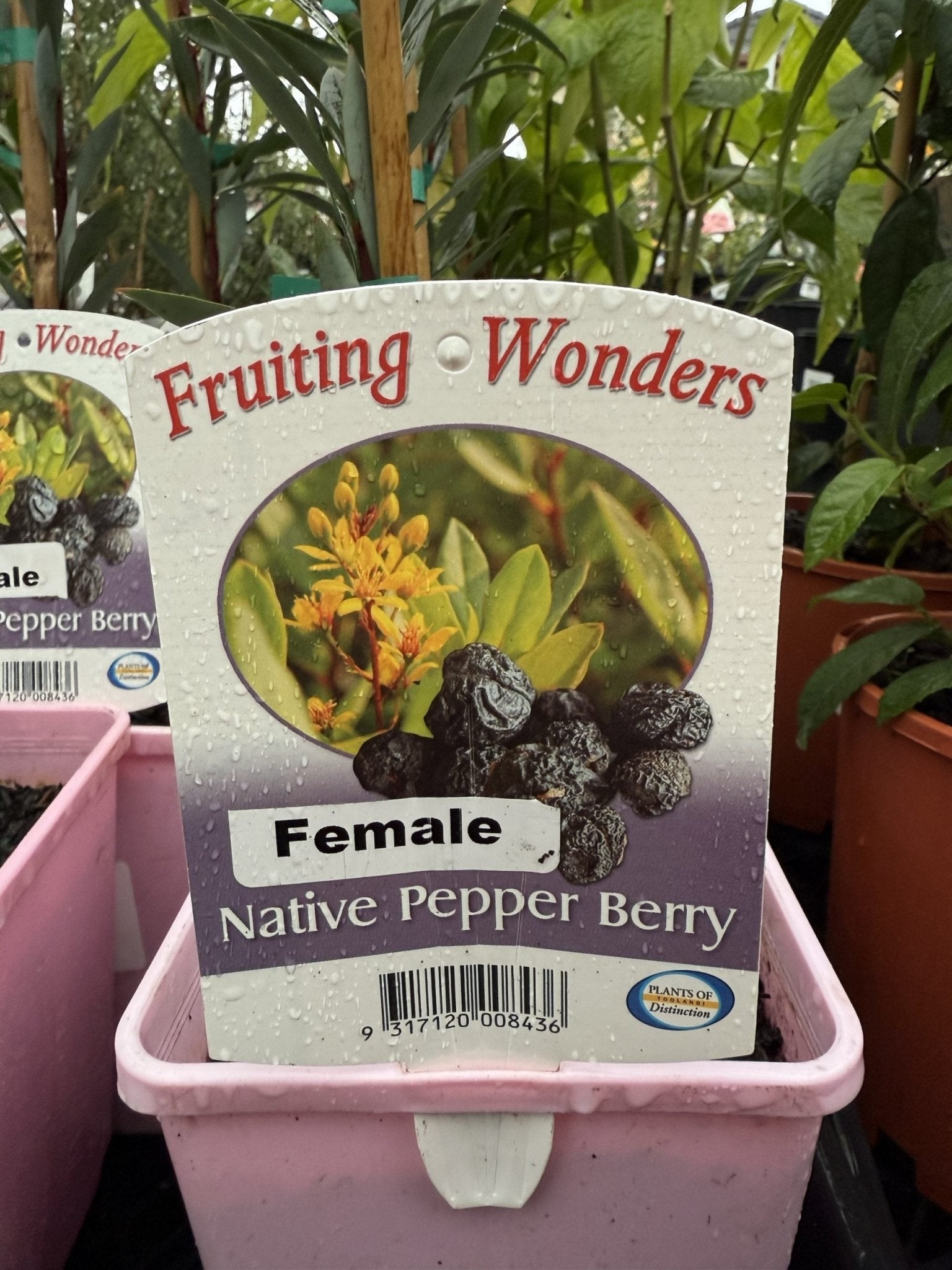 Native Pepper Berry (Tasmannia insipida) FEMALE - Ladybird Nursery