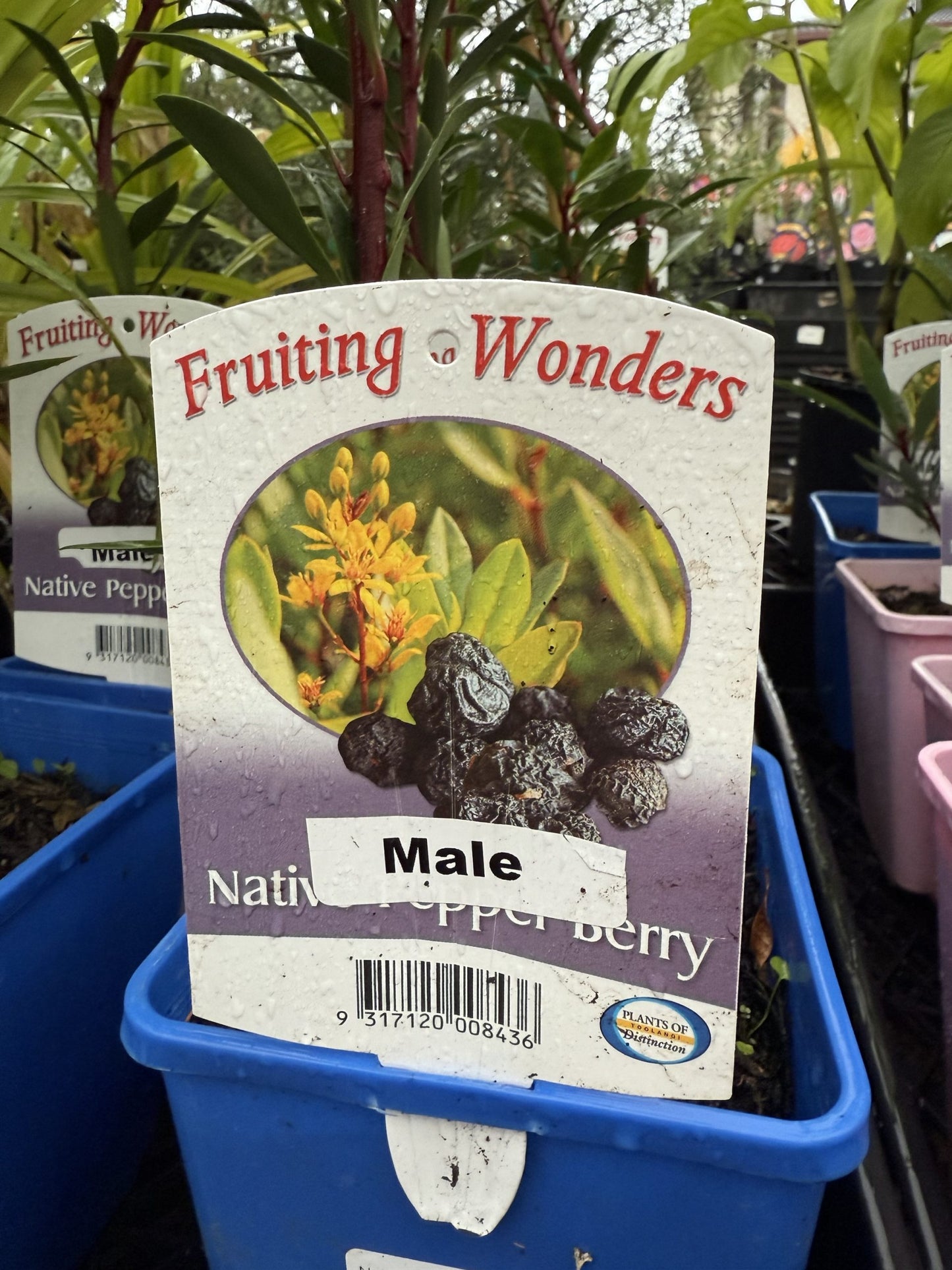 Native Pepper Berry (Tasmannia insipida) MALE