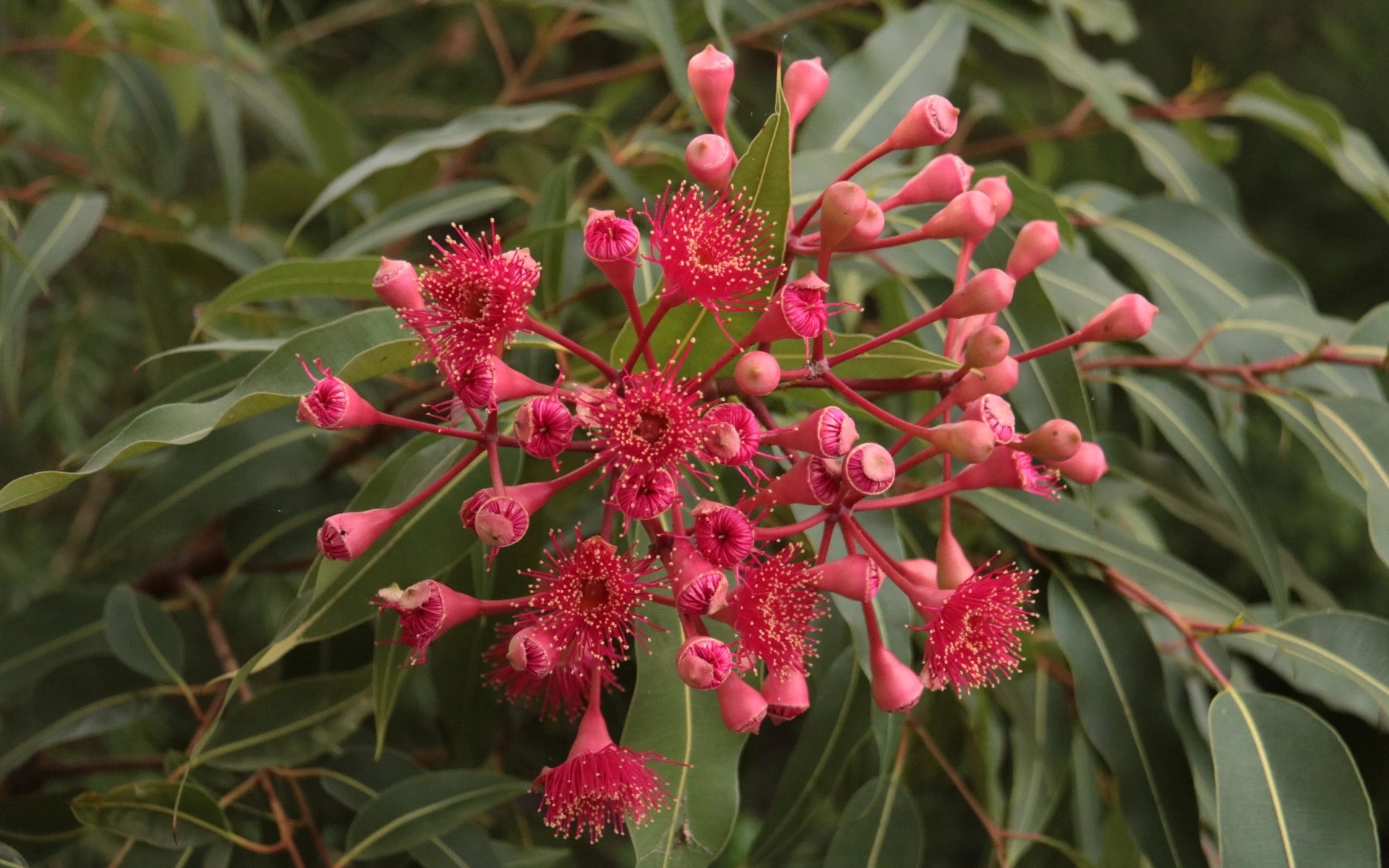 Sasanqua Camellia Asakura (Camellia sasanqua)