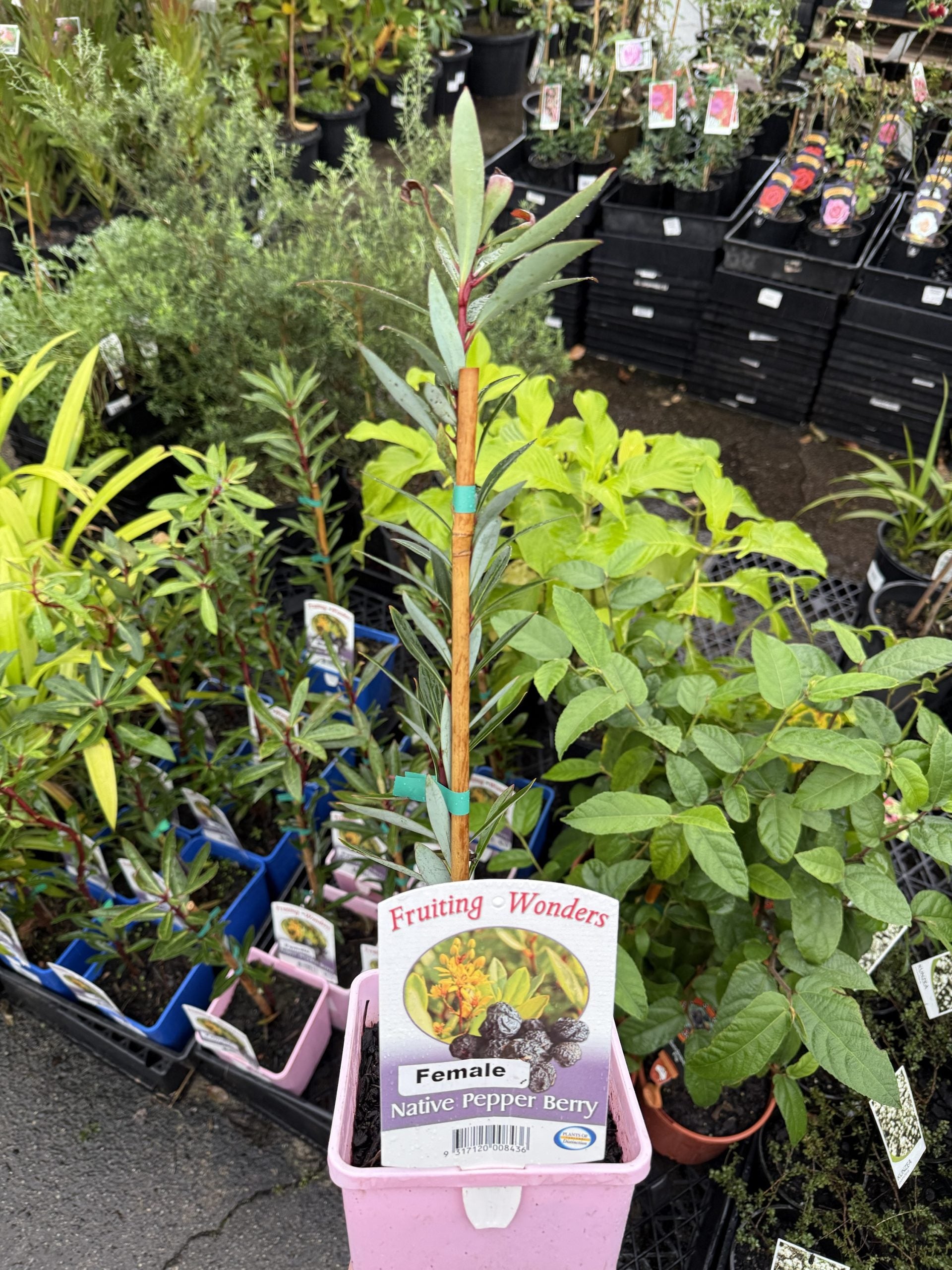 Native Pepper Berry (Tasmannia insipida) FEMALE