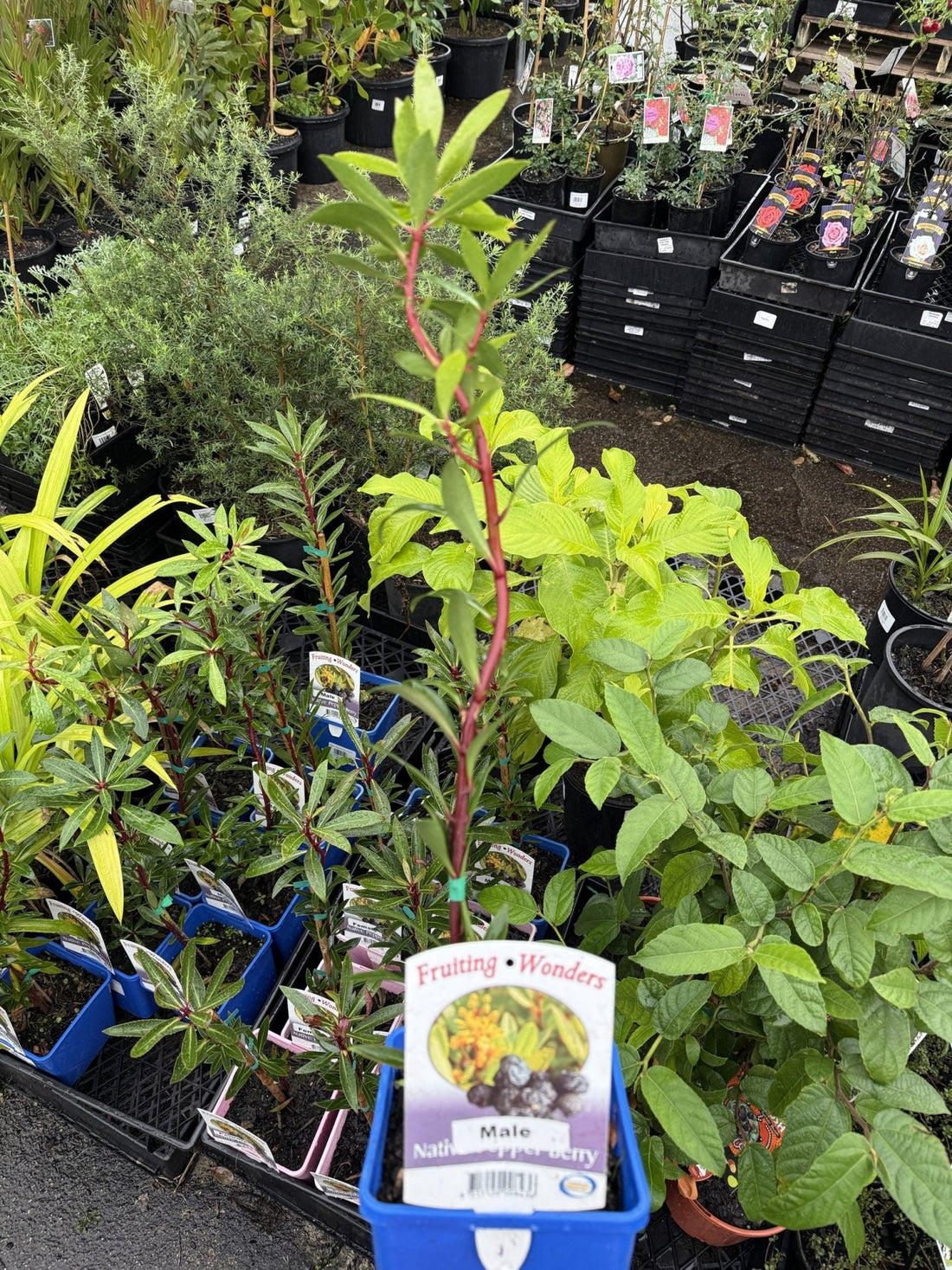Native Pepper Berry (Tasmannia insipida) MALE - Ladybird Nursery