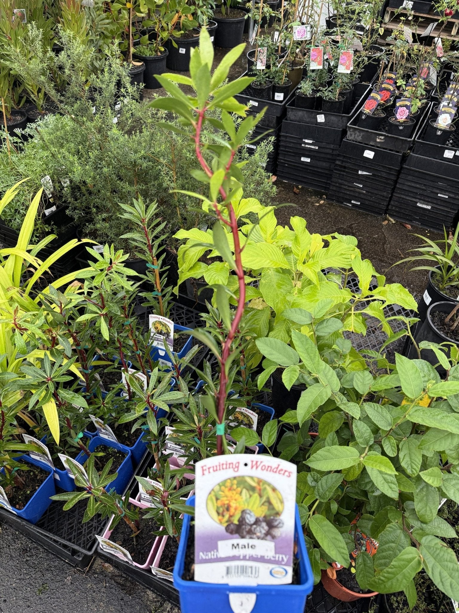 Native Pepper Berry (Tasmannia insipida) MALE - Ladybird Nursery