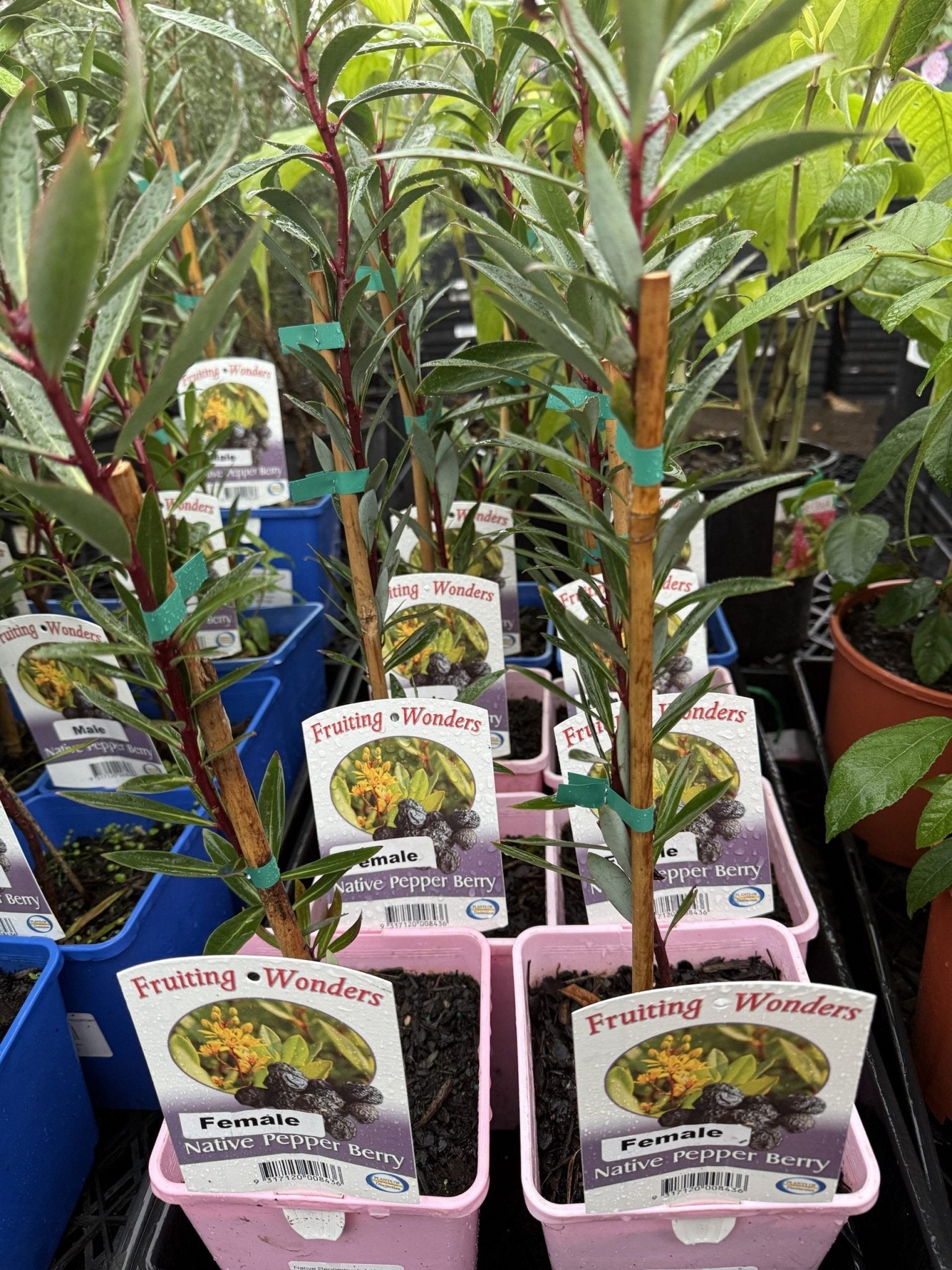 Native Pepper Berry (Tasmannia insipida) FEMALE - Ladybird Nursery
