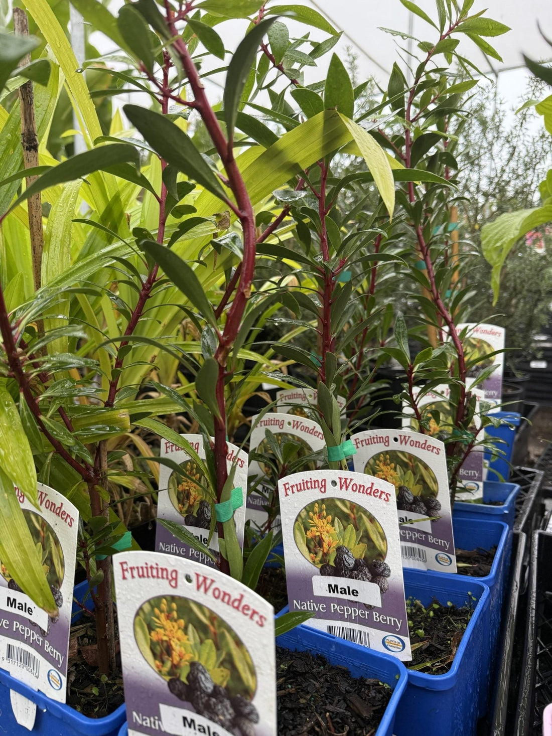 Native Pepper Berry (Tasmannia insipida) MALE - Ladybird Nursery