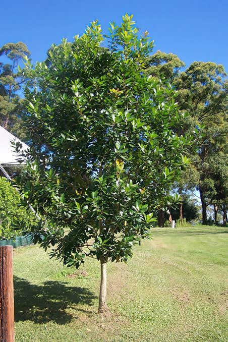 Water Gum LUSCIOUS® (Tristaniopsis laurina)