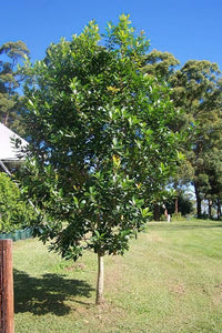 Water Gum LUSCIOUS® (Tristaniopsis laurina) - Ladybird Nursery